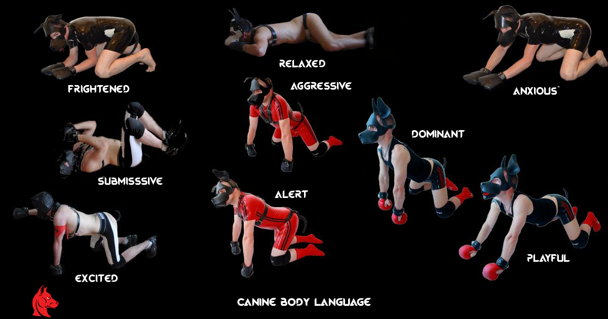 pup body language